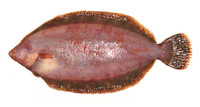 Microstomus achne, Slime flounder: fisheries