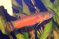 Betta macrostoma, Spotfin betta: aquarium