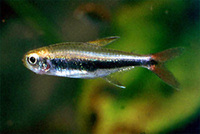 Hyphessobrycon loretoensis, Loreto tetra: aquarium