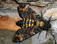 Acherontia atropos - Death's-head Hawk-moth