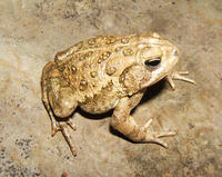 Image of: Bufo fowleri (Fowler's toad)