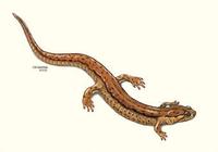 Image of: Desmognathus fuscus (dusky salamander)