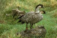 Branta sandvicensis - Nene Goose