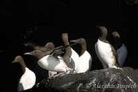 Uria aalge - Guillemot