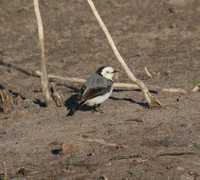 Epthianura albifrons - Orange Chat