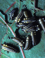 Image of: Chrysomelidae (leaf beetles)