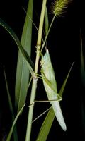 Image of: Neoconocephalus ensiger (sword-bearing conehead)