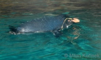 Eudyptes chrysocome - Rockhopper Penguin