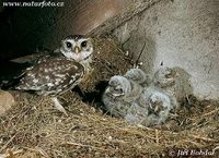 Athene noctua - Little Owl