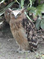 Ketupa ketupu - Buffy Fish Owl