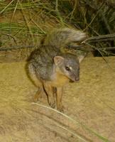 Mungotictis decemlineata - Narrow-striped Mongoose