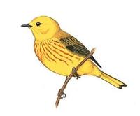 Image of: Dendroica petechia (yellow warbler)