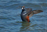 Image of: Histrionicus histrionicus (harlequin duck)