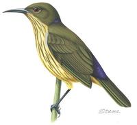 Image of: Hypogramma hypogrammicum (purple-naped sunbird)