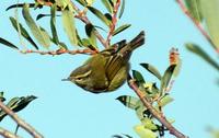 Image of: Phylloscopus pulcher (buff-barred warbler)