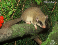 Dryomys nitedula - Forest Dormouse