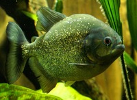 Pygocentrus nattereri - Red Bellied Piranha