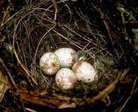 Image of: Thryothorus ludovicianus (Carolina wren)