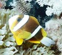 Image of: Amphiprion akindynos (barrier reef anemonefish)