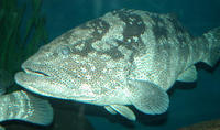 Image of: Epinephelus (groupers)