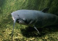 Ictalurus punctatus - Channel Catfish