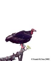 Red-headed Vulture - Sarcogyps calvus