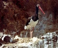 Black Stork - Ciconia nigra