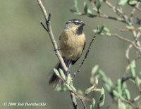 White-browed Tit - Parus superciliosus