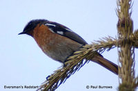 Rufous-backed Redstart - Phoenicurus erythronotus