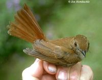 Rufous-tailed Jungle Flycatcher - Rhinomyias ruficauda