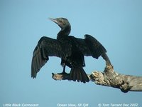 Little Black Cormorant - Phalacrocorax sulcirostris