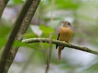 Ruddy-tailed Flycatcher (Myiobius erythrurus) photo