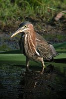 Green Heron - Butorides virescens