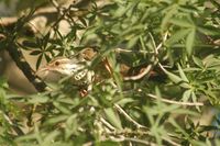 Subdesert Mesite - Monias benschi