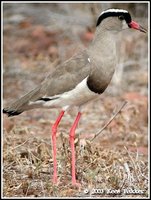 Crowned Lapwing - Vanellus coronatus