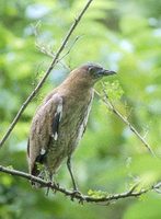 Malayan Night-Heron (Gorsachius melanolophus) photo