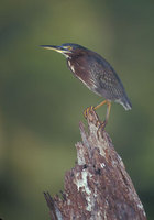 Green Heron (Butorides virescens) photo