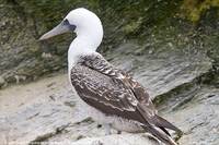 Peruvian Booby - Sula variegata