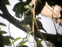 Black-chinned Fruit-Dove - Ptilinopus leclancheri