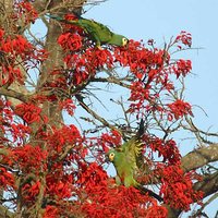 Blue-winged Macaw - Primolius maracana