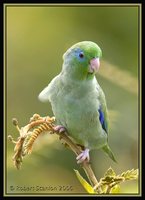 Spectacled Parrotlet - Forpus conspicillatus