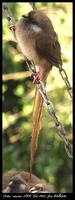 Speckled Mousebird - Colius striatus