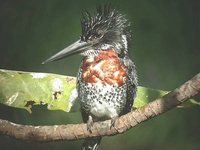 Giant Kingfisher - Megaceryle maximus