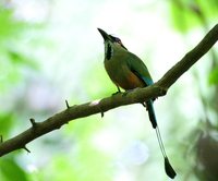 Turquoise-browed Motmot - Eumomota superciliosa