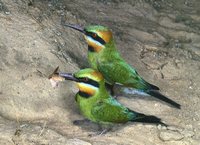 Rainbow Bee-eater - Merops ornatus