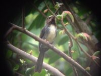 Three-toed Jacamar - Jacamaralcyon tridactyla