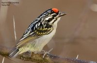 Red-fronted Tinkerbird - Pogoniulus pusillus