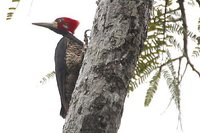 Crimson-crested Woodpecker - Campephilus melanoleucos