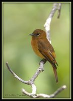 Cinnamon Flycatcher - Pyrrhomyias cinnamomea