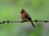 Tufted Flycatcher - Mitrephanes phaeocercus